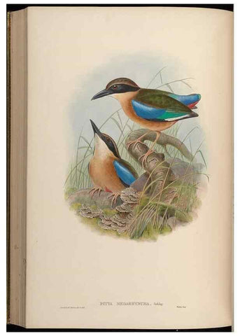 Reproducción/Reproduction 48630023543: Birds of Asia / by John Gould.. London :Printed by Taylor and Francis, pub. by the author,1850-1883.. 