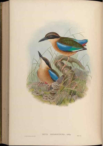 Reproducción/Reproduction 48630023543: Birds of Asia / by John Gould.. London :Printed by Taylor and Francis, pub. by the author,1850-1883.. 