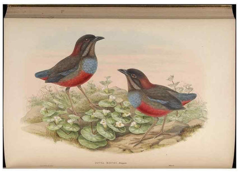 Reproducción/Reproduction 48630024193: Birds of Asia / by John Gould.. London :Printed by Taylor and Francis, pub. by the author,1850-1883.. 