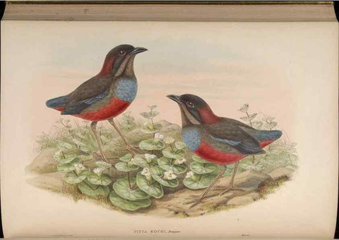 Reproducción/Reproduction 48630024193: Birds of Asia / by John Gould.. London :Printed by Taylor and Francis, pub. by the author,1850-1883.. 