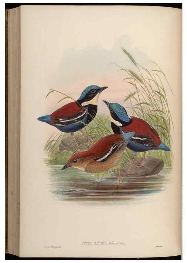 Reproducción/Reproduction 48630024563: Birds of Asia / by John Gould.. London :Printed by Taylor and Francis, pub. by the author,1850-1883.. 