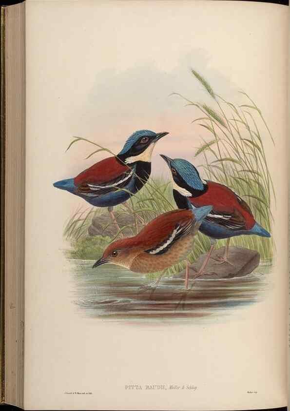 Reproducción/Reproduction 48630024563: Birds of Asia / by John Gould.. London :Printed by Taylor and Francis, pub. by the author,1850-1883.. 