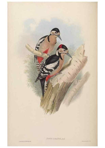 Reproducción/Reproduction 48630643152: Birds of Asia / by John Gould.. London :Printed by Taylor and Francis, pub. by the author,1850-1883.. 