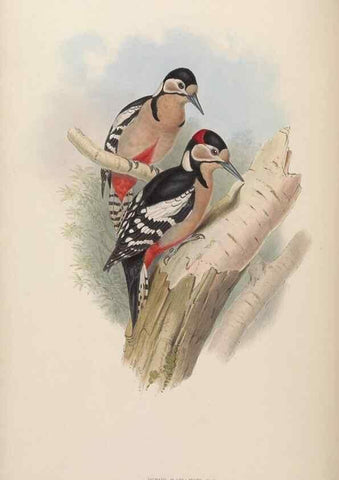 Reproducción/Reproduction 48630643152: Birds of Asia / by John Gould.. London :Printed by Taylor and Francis, pub. by the author,1850-1883.. 