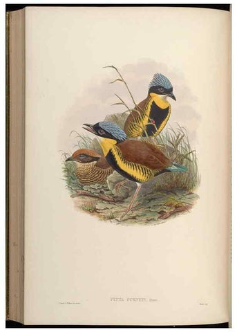 Reproducción/Reproduction 48630530697: Birds of Asia / by John Gould.. London :Printed by Taylor and Francis, pub. by the author,1850-1883.. 