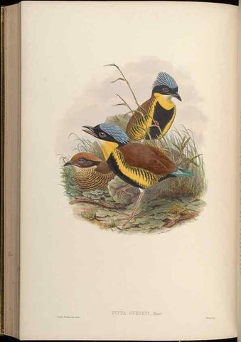 Reproducción/Reproduction 48630530697: Birds of Asia / by John Gould.. London :Printed by Taylor and Francis, pub. by the author,1850-1883.. 