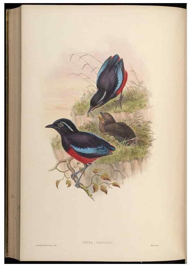 Reproducción/Reproduction 48630379451: Birds of Asia / by John Gould.. London :Printed by Taylor and Francis, pub. by the author,1850-1883.. 