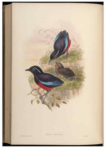 Reproducción/Reproduction 48630379451: Birds of Asia / by John Gould.. London :Printed by Taylor and Francis, pub. by the author,1850-1883.. 