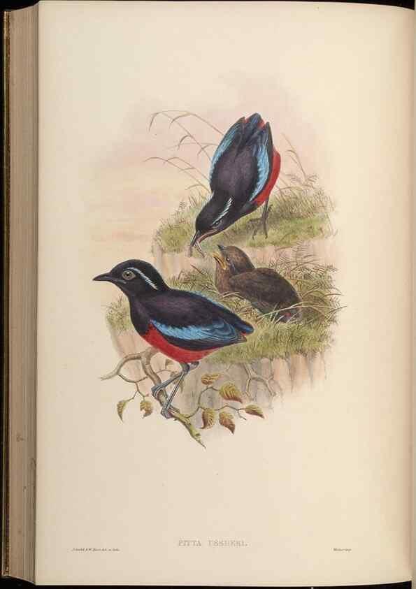 Reproducción/Reproduction 48630379451: Birds of Asia / by John Gould.. London :Printed by Taylor and Francis, pub. by the author,1850-1883.. 