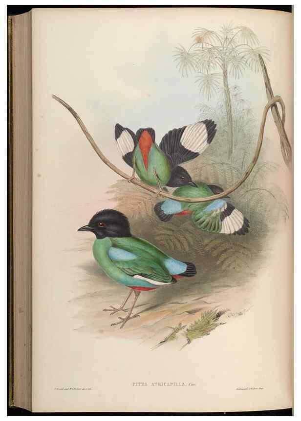 Reproducción/Reproduction 48630531752: Birds of Asia / by John Gould.. London :Printed by Taylor and Francis, pub. by the author,1850-1883.. 