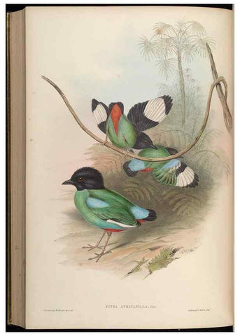 Reproducción/Reproduction 48630531752: Birds of Asia / by John Gould.. London :Printed by Taylor and Francis, pub. by the author,1850-1883.. 