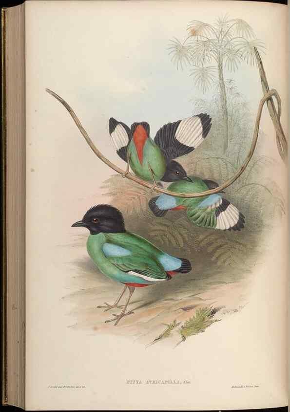Reproducción/Reproduction 48630531752: Birds of Asia / by John Gould.. London :Printed by Taylor and Francis, pub. by the author,1850-1883.. 