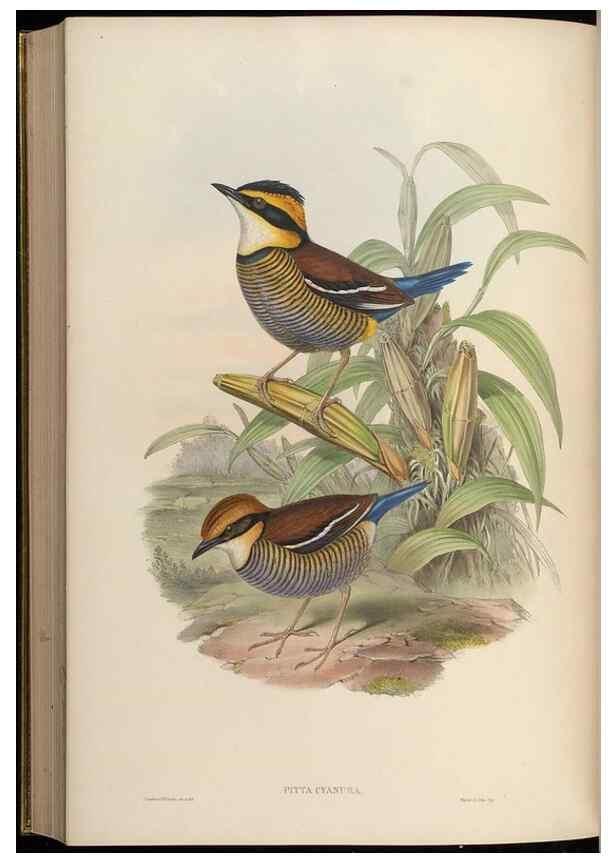 Reproducción/Reproduction 48630026678: Birds of Asia / by John Gould.. London :Printed by Taylor and Francis, pub. by the author,1850-1883.. 