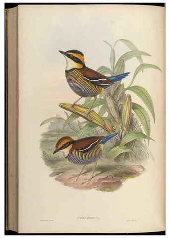 Reproducción/Reproduction 48630026678: Birds of Asia / by John Gould.. London :Printed by Taylor and Francis, pub. by the author,1850-1883.. 