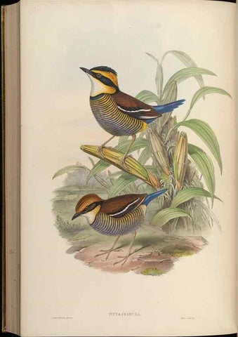 Reproducción/Reproduction 48630026678: Birds of Asia / by John Gould.. London :Printed by Taylor and Francis, pub. by the author,1850-1883.. 