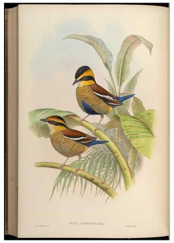 Reproducción/Reproduction 48630532482: Birds of Asia / by John Gould.. London :Printed by Taylor and Francis, pub. by the author,1850-1883.. 
