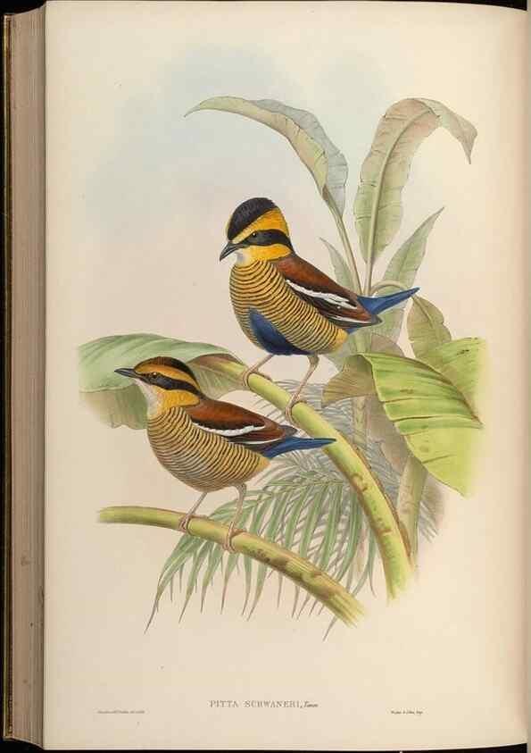 Reproducción/Reproduction 48630532482: Birds of Asia / by John Gould.. London :Printed by Taylor and Francis, pub. by the author,1850-1883.. 