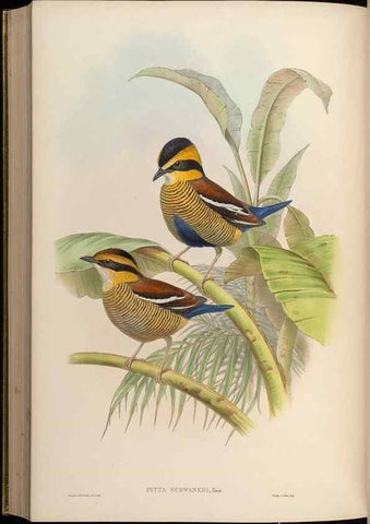 Reproducción/Reproduction 48630532482: Birds of Asia / by John Gould.. London :Printed by Taylor and Francis, pub. by the author,1850-1883.. 