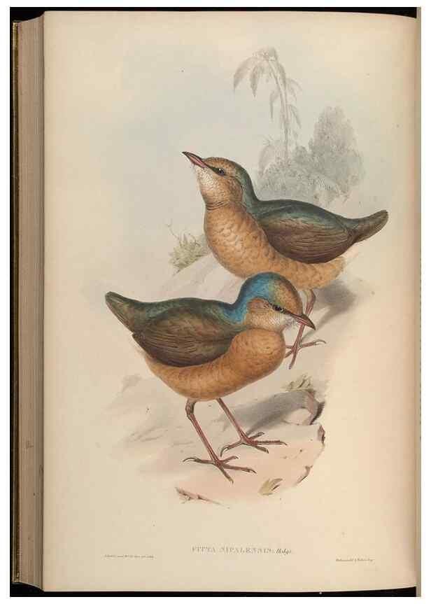 Reproducción/Reproduction 48630380851: Birds of Asia / by John Gould.. London :Printed by Taylor and Francis, pub. by the author,1850-1883.. 