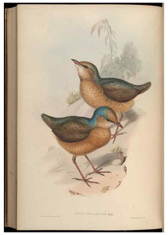 Reproducción/Reproduction 48630380851: Birds of Asia / by John Gould.. London :Printed by Taylor and Francis, pub. by the author,1850-1883.. 