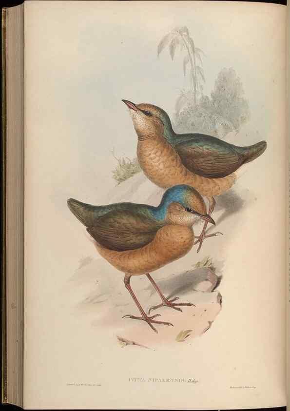 Reproducción/Reproduction 48630380851: Birds of Asia / by John Gould.. London :Printed by Taylor and Francis, pub. by the author,1850-1883.. 