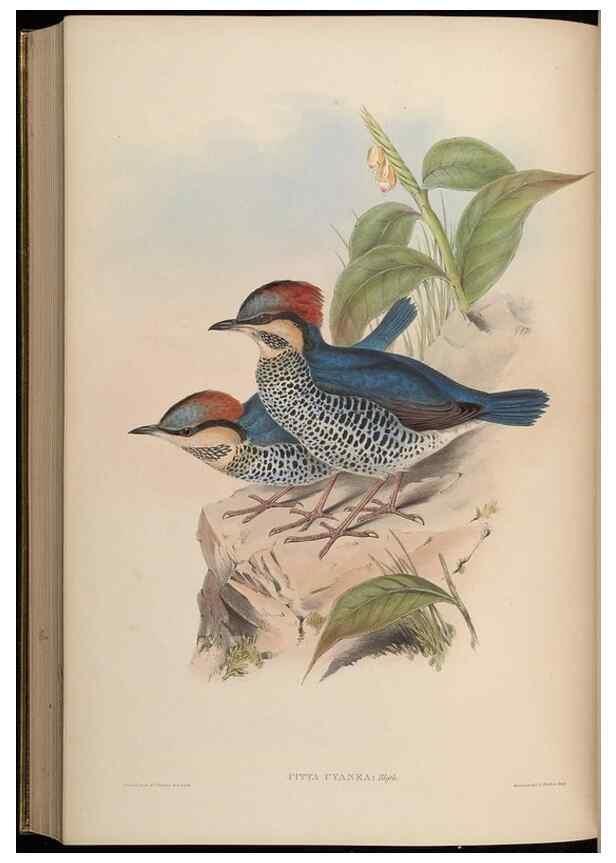 Reproducción/Reproduction 48630381136: Birds of Asia / by John Gould.. London :Printed by Taylor and Francis, pub. by the author,1850-1883.. 