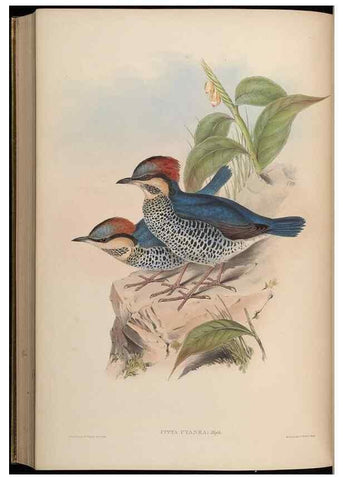 Reproducción/Reproduction 48630381136: Birds of Asia / by John Gould.. London :Printed by Taylor and Francis, pub. by the author,1850-1883.. 