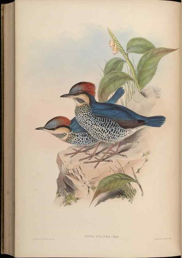 Reproducción/Reproduction 48630381136: Birds of Asia / by John Gould.. London :Printed by Taylor and Francis, pub. by the author,1850-1883.. 