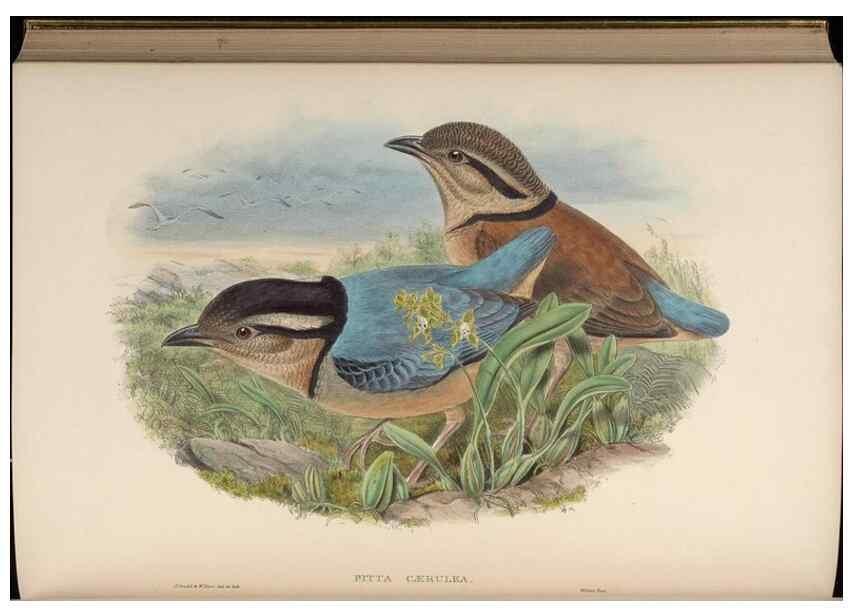 Reproducción/Reproduction 48630381731: Birds of Asia / by John Gould.. London :Printed by Taylor and Francis, pub. by the author,1850-1883.. 