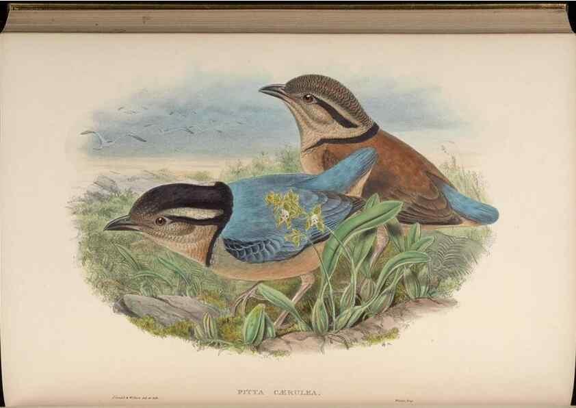 Reproducción/Reproduction 48630381731: Birds of Asia / by John Gould.. London :Printed by Taylor and Francis, pub. by the author,1850-1883.. 