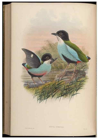 Reproducción/Reproduction 48630025728: Birds of Asia / by John Gould.. London :Printed by Taylor and Francis, pub. by the author,1850-1883.. 