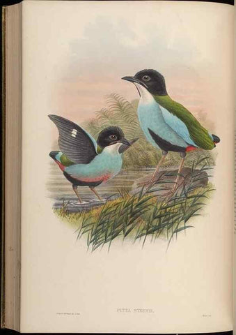 Reproducción/Reproduction 48630025728: Birds of Asia / by John Gould.. London :Printed by Taylor and Francis, pub. by the author,1850-1883.. 