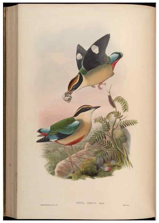 Reproducción/Reproduction 48630021358: Birds of Asia / by John Gould.. London :Printed by Taylor and Francis, pub. by the author,1850-1883.. 