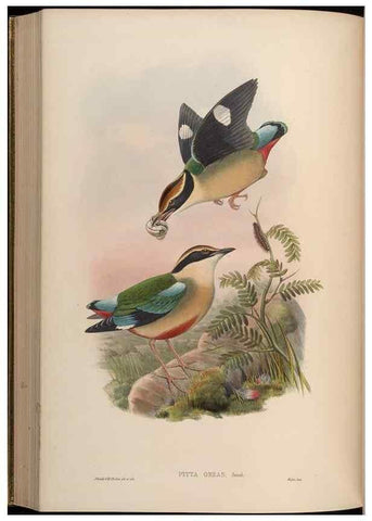Reproducción/Reproduction 48630021358: Birds of Asia / by John Gould.. London :Printed by Taylor and Francis, pub. by the author,1850-1883.. 