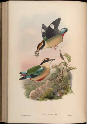 Reproducción/Reproduction 48630021358: Birds of Asia / by John Gould.. London :Printed by Taylor and Francis, pub. by the author,1850-1883.. 