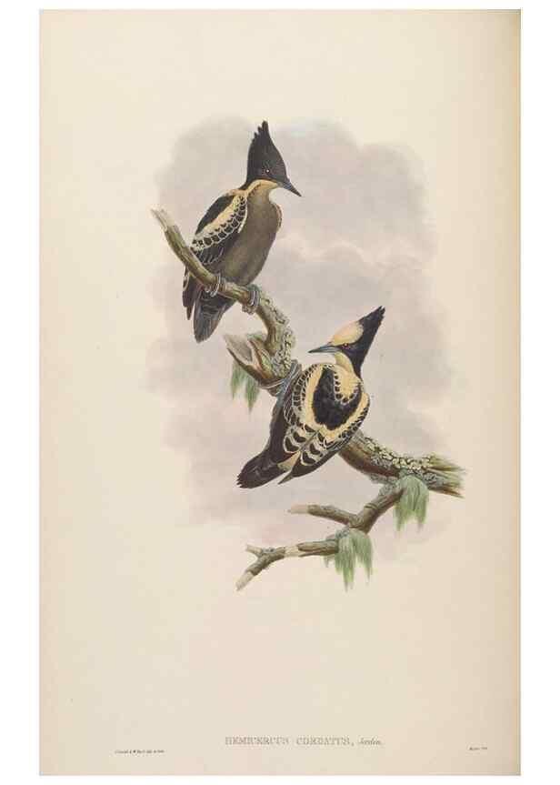Reproducción/Reproduction 48630138583: Birds of Asia / by John Gould.. London :Printed by Taylor and Francis, pub. by the author,1850-1883.. 