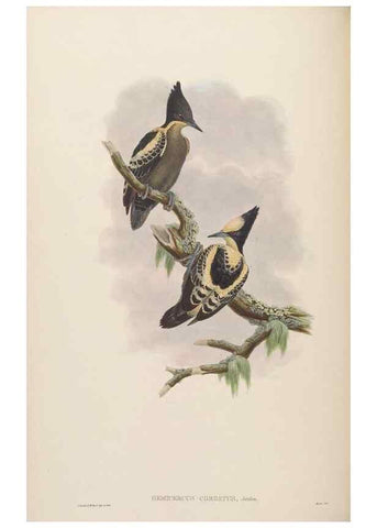 Reproducción/Reproduction 48630138583: Birds of Asia / by John Gould.. London :Printed by Taylor and Francis, pub. by the author,1850-1883.. 