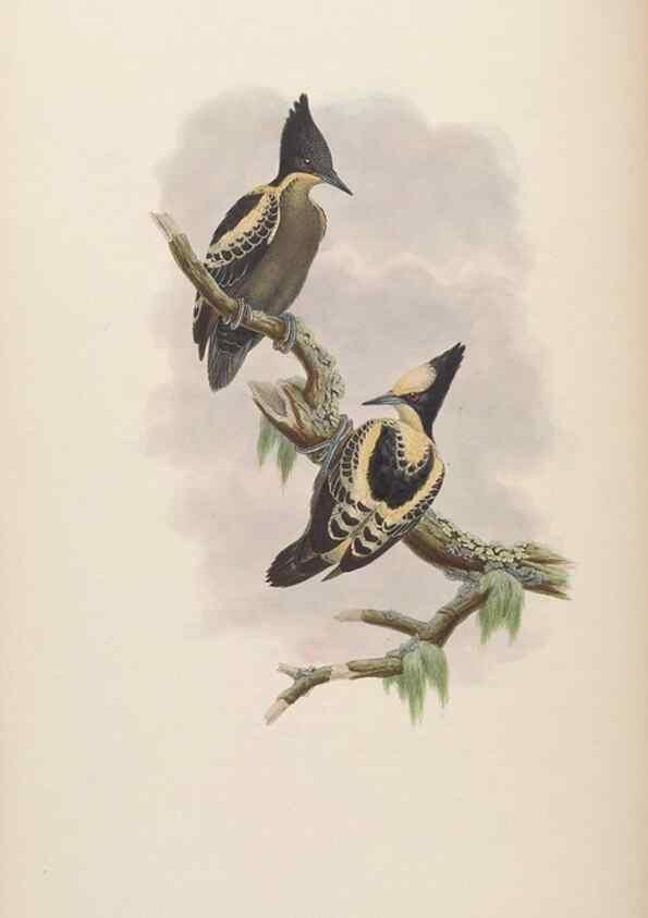 Reproducción/Reproduction 48630138583: Birds of Asia / by John Gould.. London :Printed by Taylor and Francis, pub. by the author,1850-1883.. 