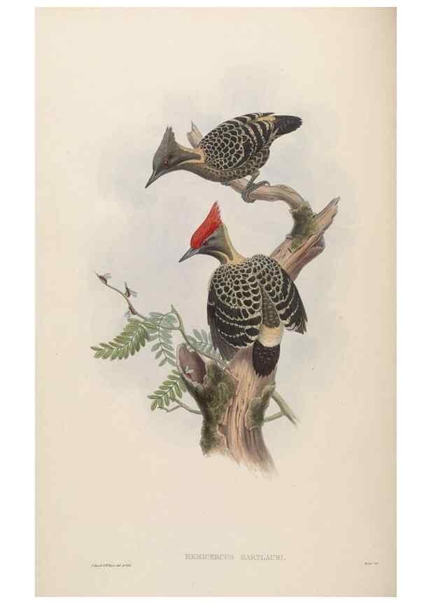 Reproducción/Reproduction 48630492956: Birds of Asia / by John Gould.. London :Printed by Taylor and Francis, pub. by the author,1850-1883.. 