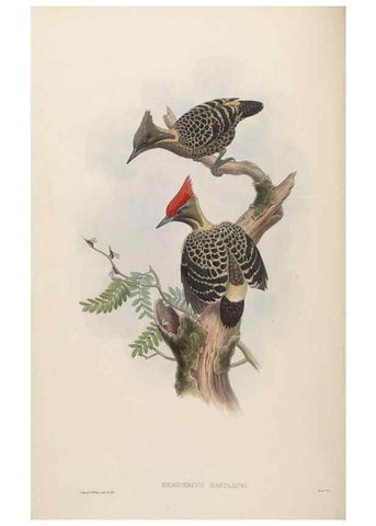 Reproducción/Reproduction 48630492956: Birds of Asia / by John Gould.. London :Printed by Taylor and Francis, pub. by the author,1850-1883.. 