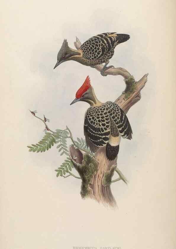 Reproducción/Reproduction 48630492956: Birds of Asia / by John Gould.. London :Printed by Taylor and Francis, pub. by the author,1850-1883.. 