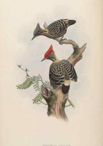 Reproducción/Reproduction 48630492956: Birds of Asia / by John Gould.. London :Printed by Taylor and Francis, pub. by the author,1850-1883.. 