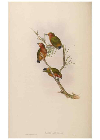 Reproducción/Reproduction 48630657997: Birds of Asia / by John Gould.. London :Printed by Taylor and Francis, pub. by the author,1850-1883.. 