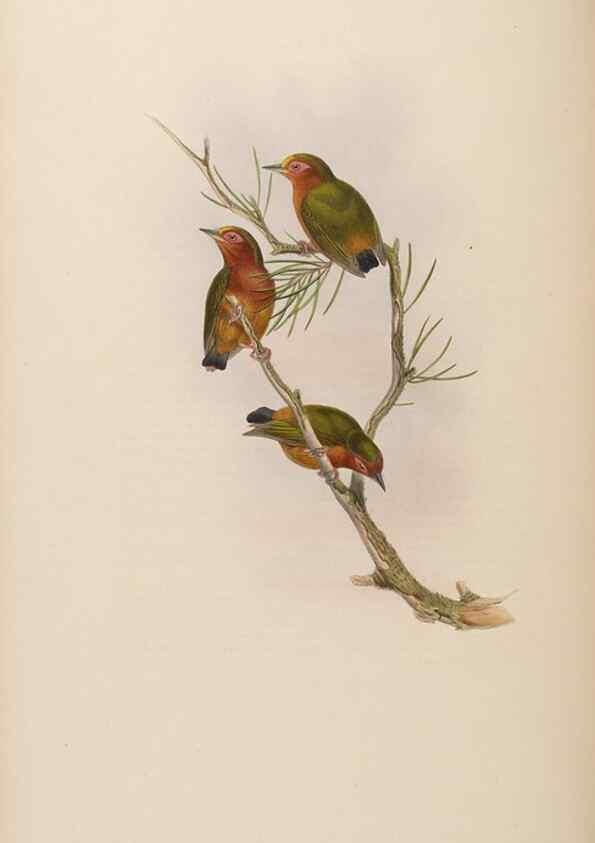 Reproducción/Reproduction 48630657997: Birds of Asia / by John Gould.. London :Printed by Taylor and Francis, pub. by the author,1850-1883.. 