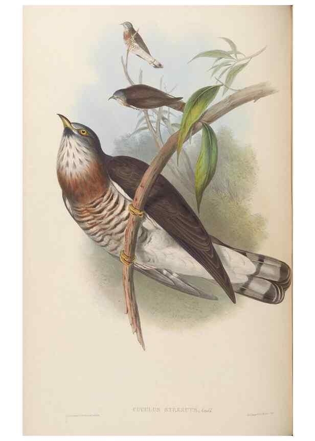 Reproducción/Reproduction 48630658787: Birds of Asia / by John Gould.. London :Printed by Taylor and Francis, pub. by the author,1850-1883.. 