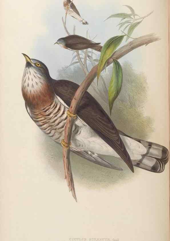 Reproducción/Reproduction 48630658787: Birds of Asia / by John Gould.. London :Printed by Taylor and Francis, pub. by the author,1850-1883.. 
