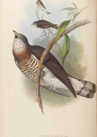 Reproducción/Reproduction 48630658787: Birds of Asia / by John Gould.. London :Printed by Taylor and Francis, pub. by the author,1850-1883.. 