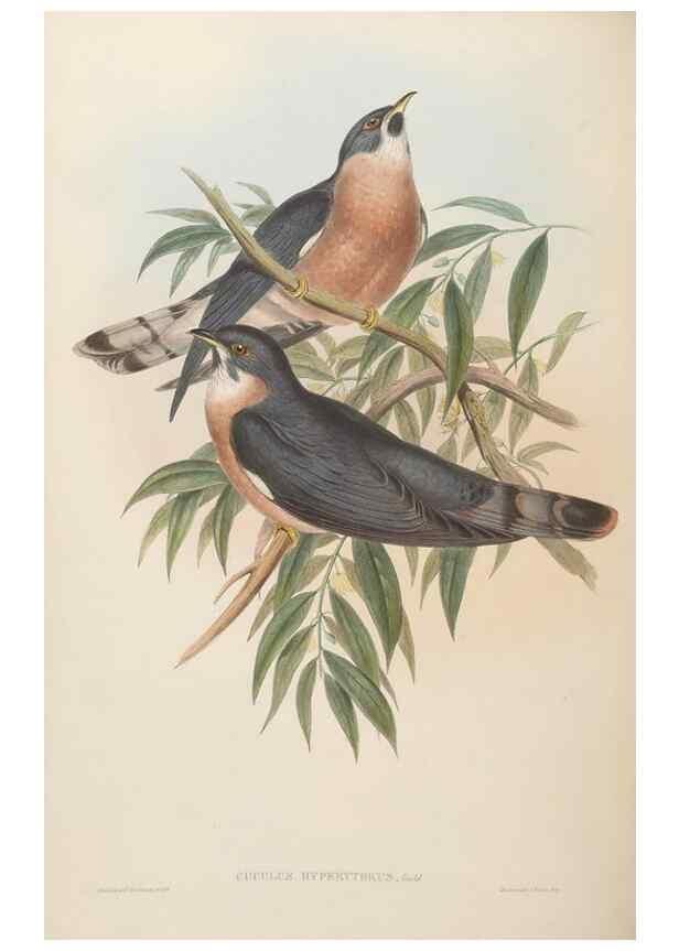 Reproducción/Reproduction 48630508181: Birds of Asia / by John Gould.. London :Printed by Taylor and Francis, pub. by the author,1850-1883.. 