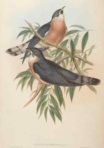 Reproducción/Reproduction 48630508181: Birds of Asia / by John Gould.. London :Printed by Taylor and Francis, pub. by the author,1850-1883.. 
