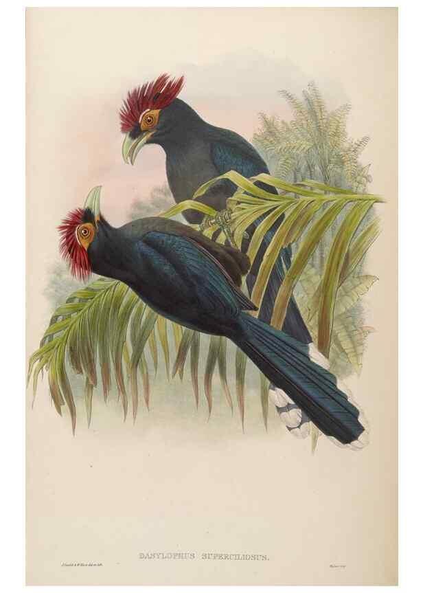 Reproducción/Reproduction 48630508996: Birds of Asia / by John Gould.. London :Printed by Taylor and Francis, pub. by the author,1850-1883.. 